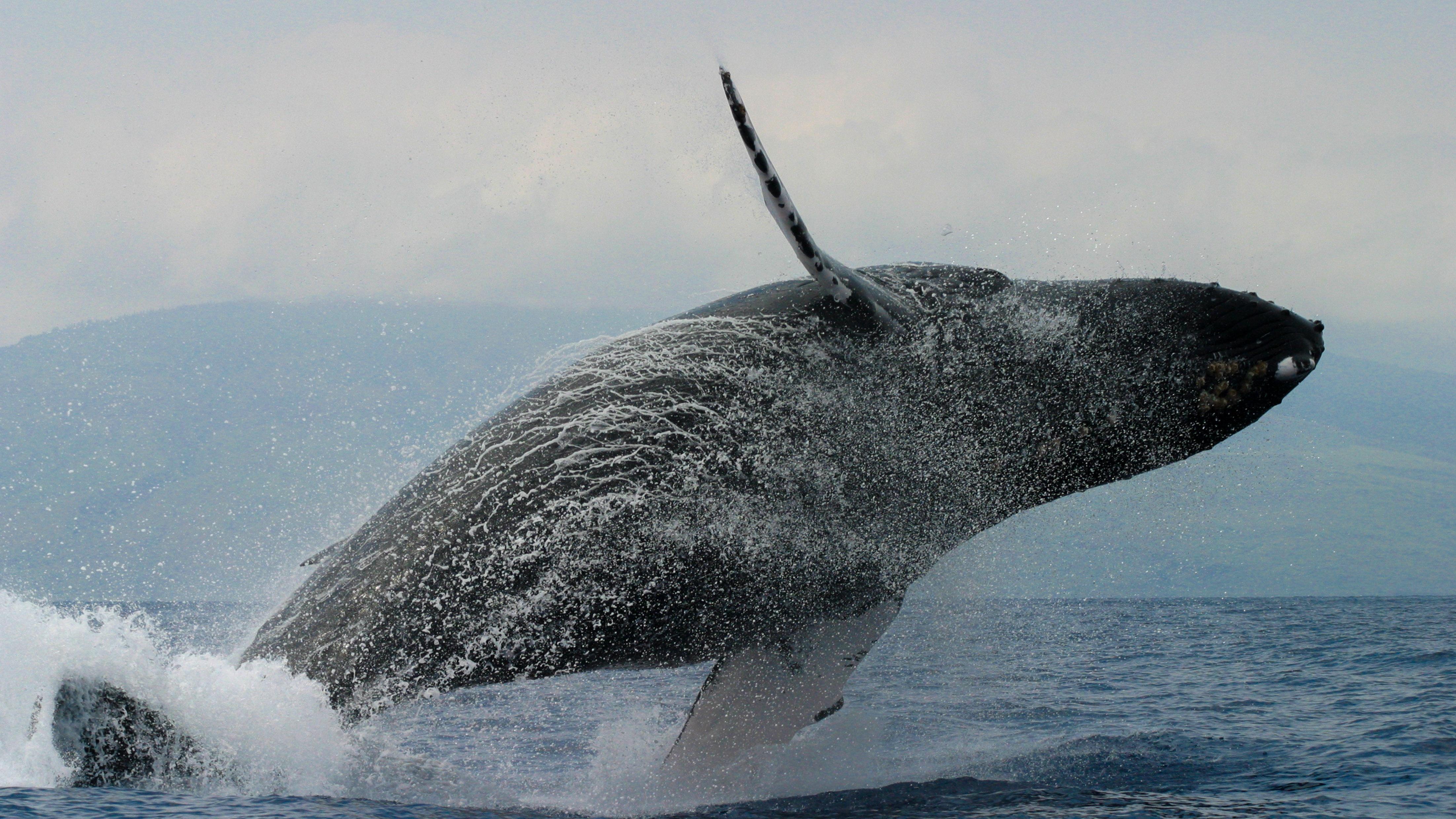 Mystery of the Humpback Whale Song